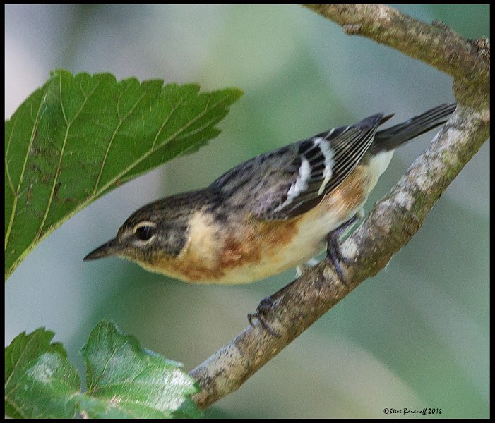_6SB1894 bay-breasted warbler female.jpg